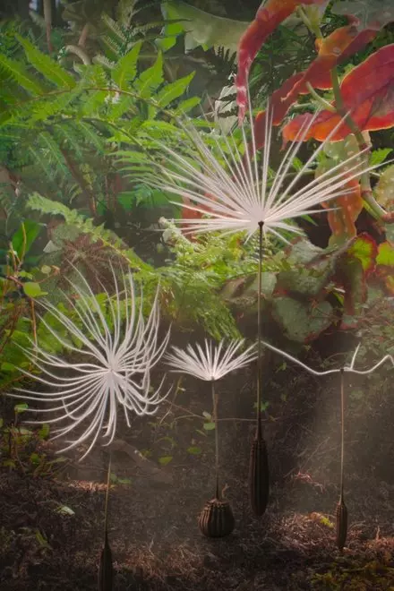 Dandelion's Odyssey