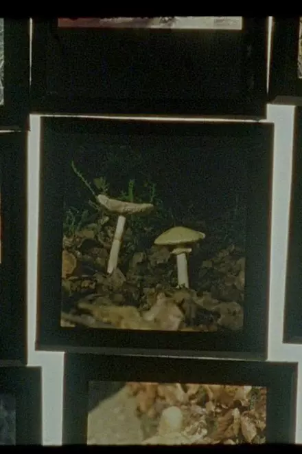 Shadow-Forest